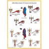 Minden - Set COMPLET des 59 planches.