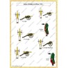 Saxe - Armée en 1756 - Uniformes et Drapeaux