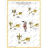 Torgau - Set COMPLET des 58 planches.