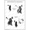 French Army in Germany "Infantry" - Uniforms and Flags 1757-1762